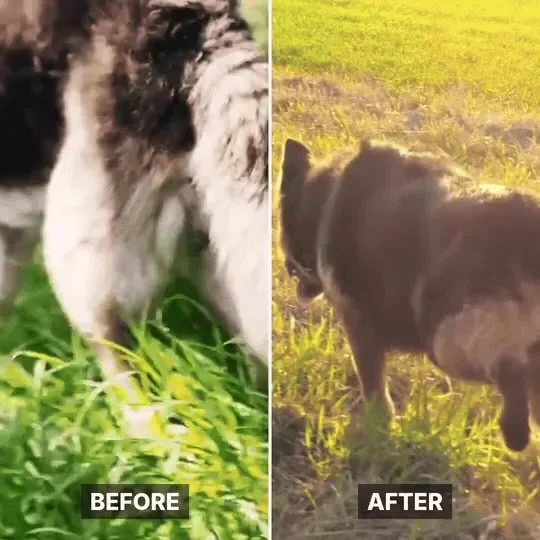 Foto desselben Hundes vorher und nachher