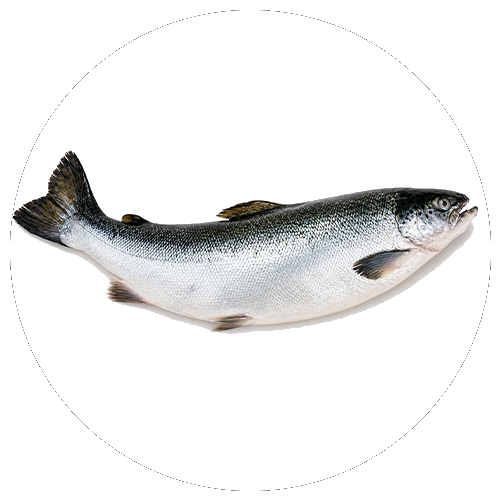 Fischfleisch